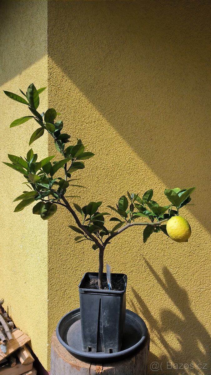 Prodám citroník LISBON - Citrus Limon 9e