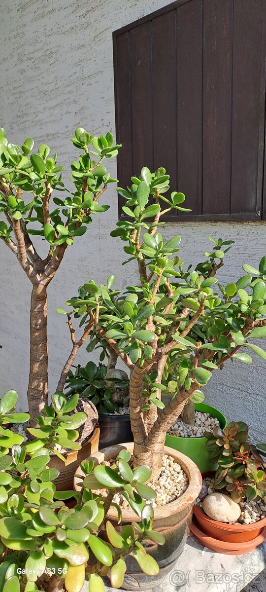 Crassula Ovata-tlustice-sukulent