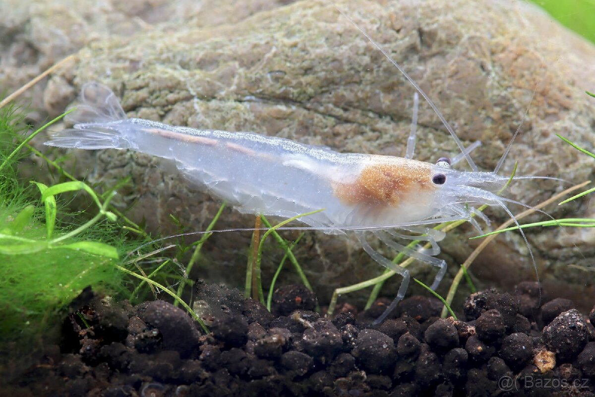 Krevetky - Caridina Multidetata / Amano / Japonica WHITE