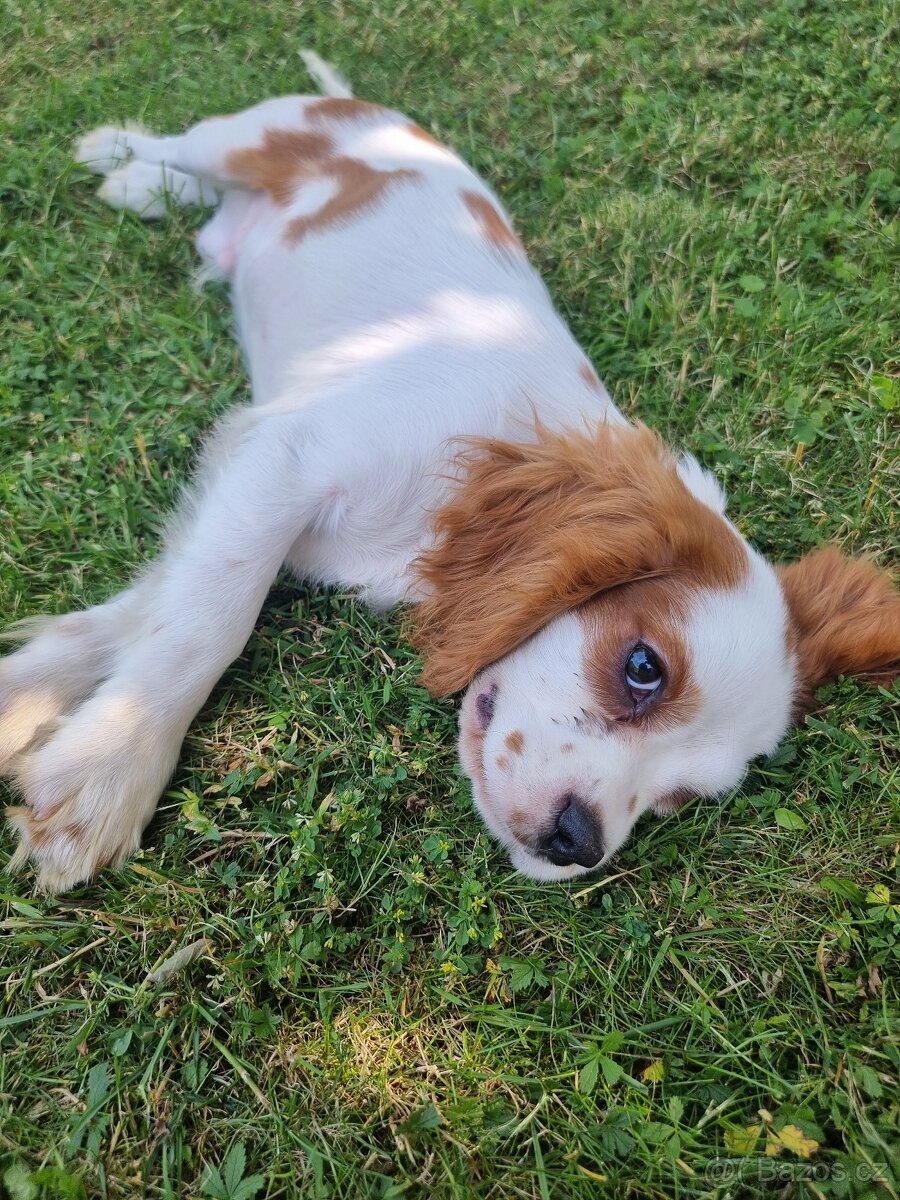 Kavalir king Charles španěl blenheim