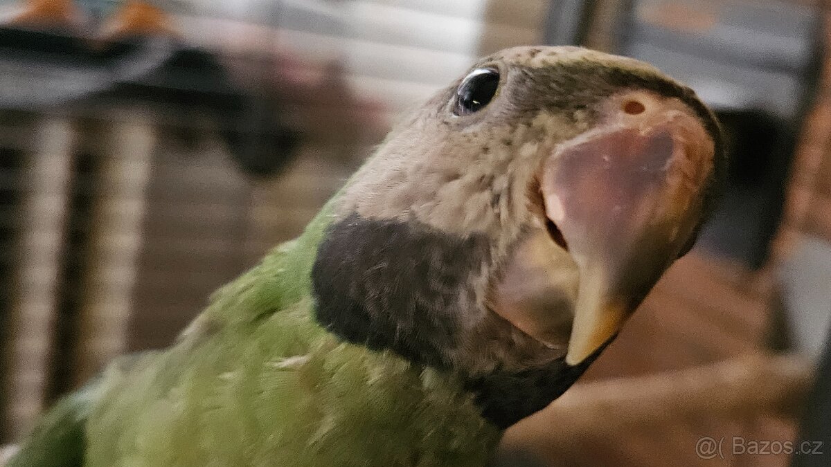 Dokrmená