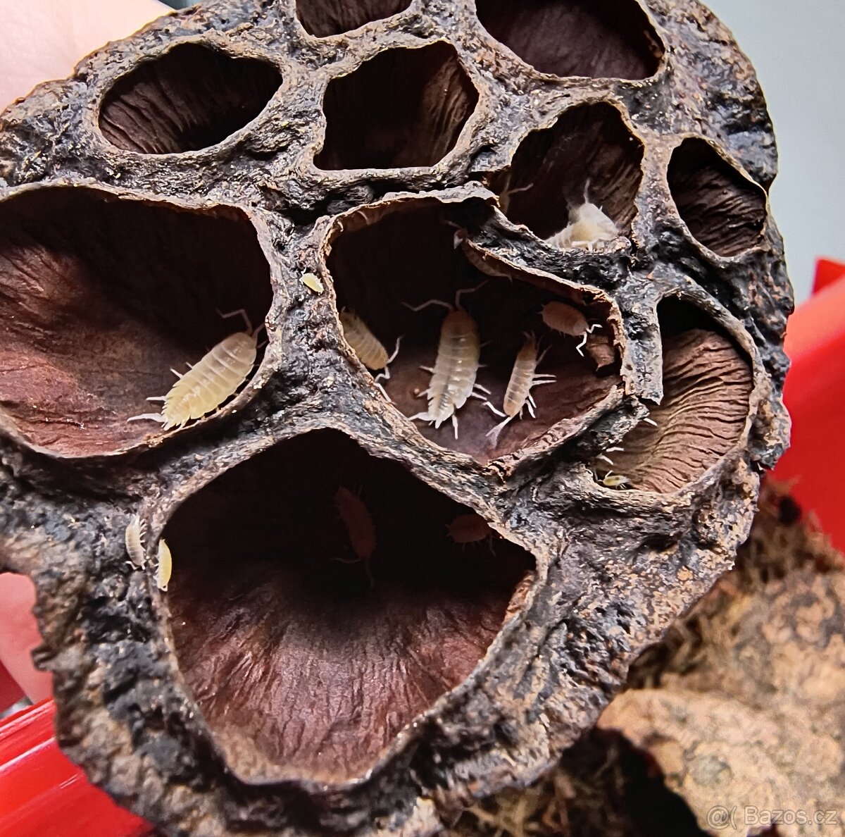 Isopody - Porcellionides pruinosus "White"