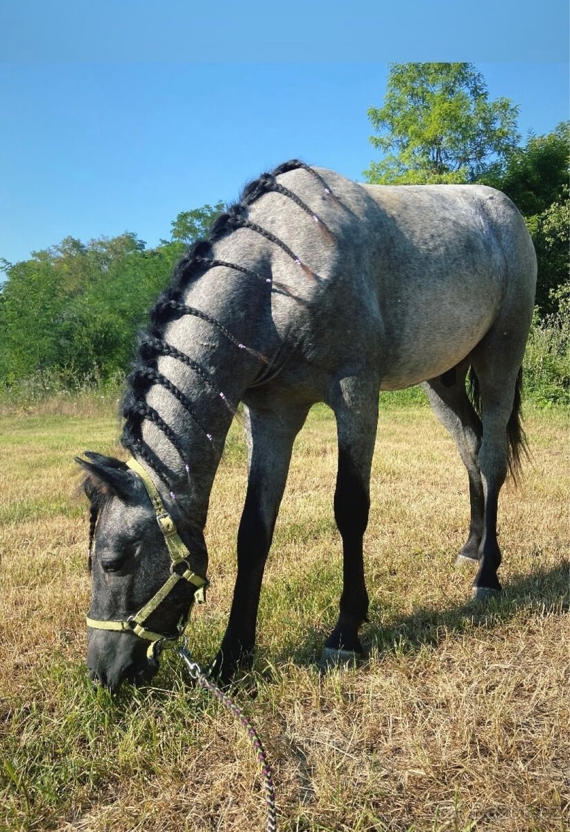 Welsh Part-Bred hřebeček