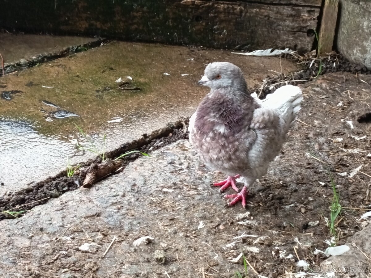 King holub výměna za (slepici)