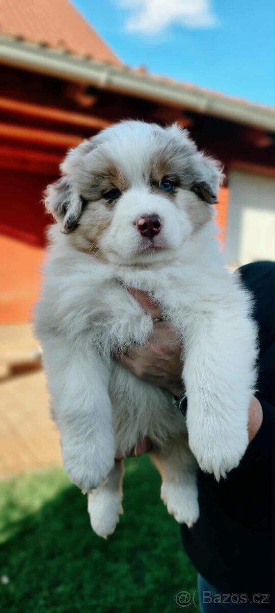 Australský ovčák s PP