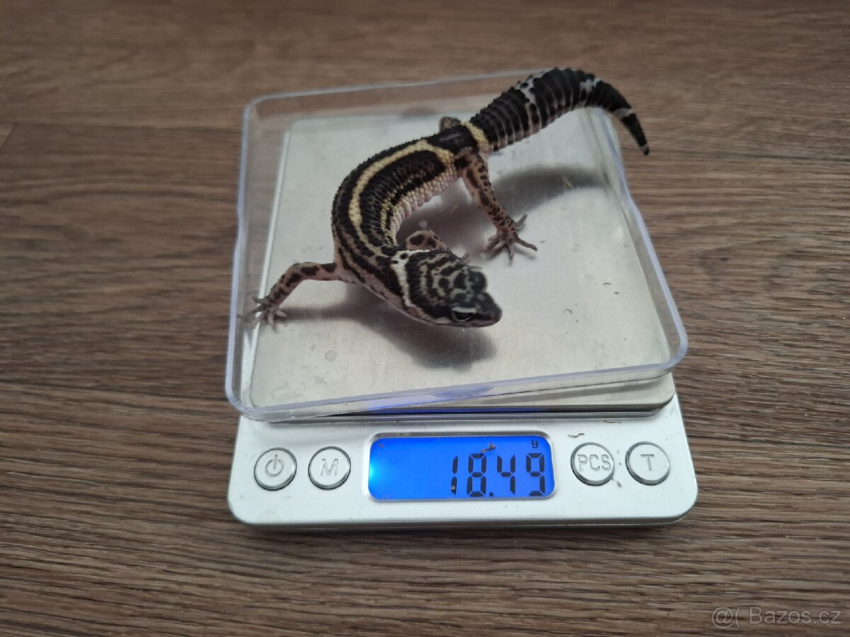 Gekončík noční (Eublempharis macularius)