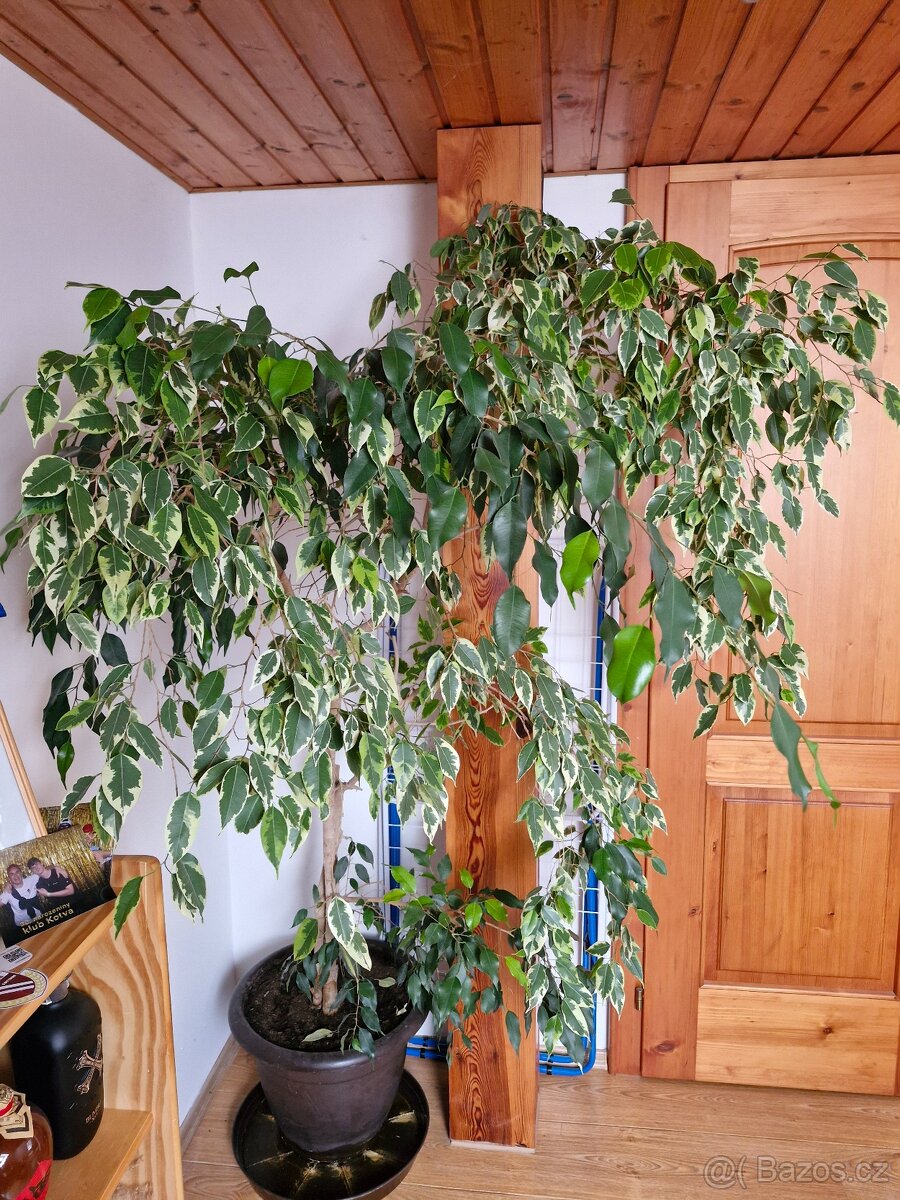 Ficus benjamin