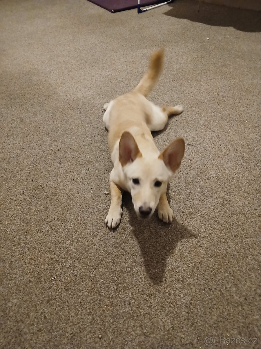 hleda se ženich pro shiba inu křižence