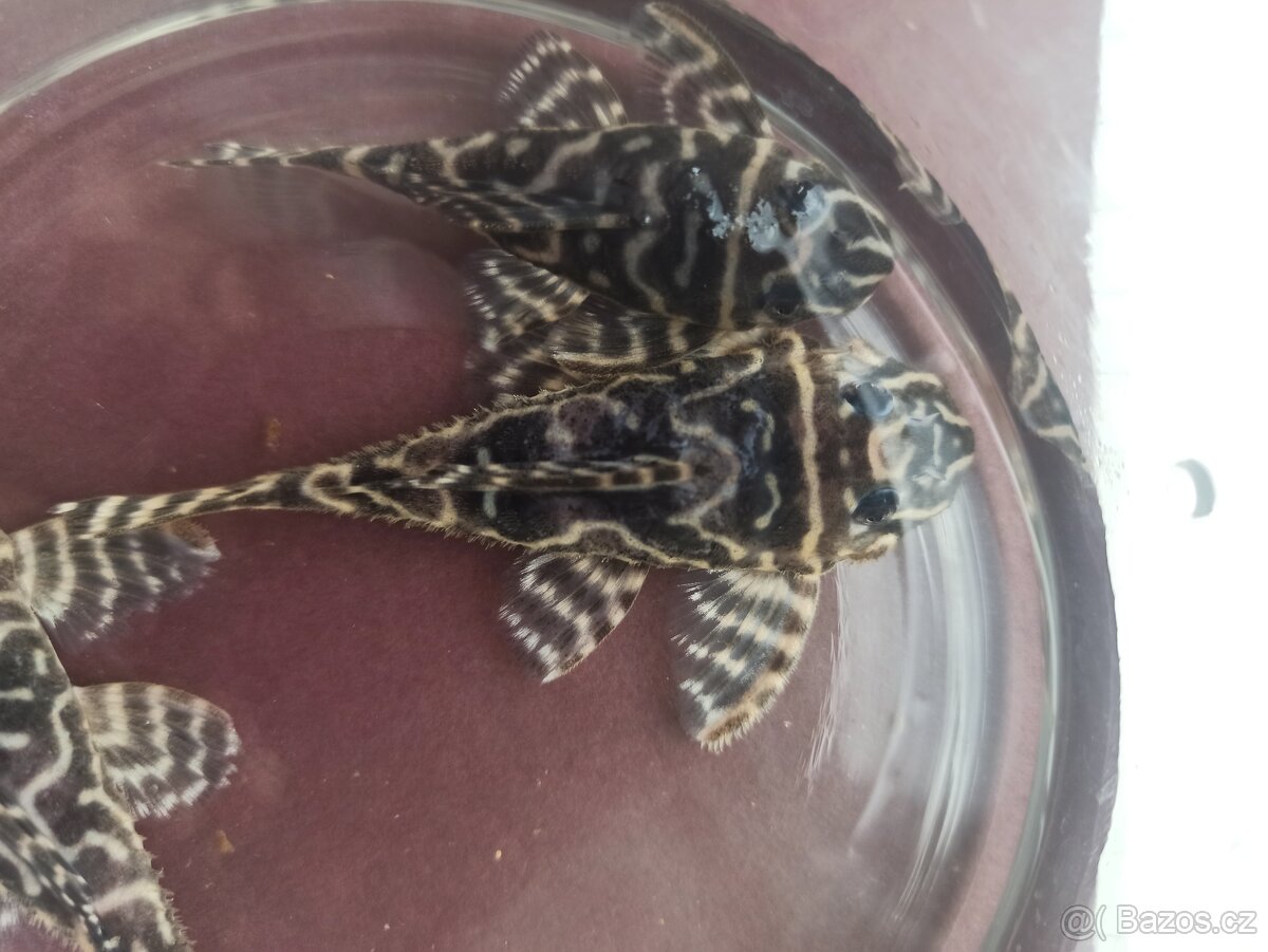 Hypancistrus L340