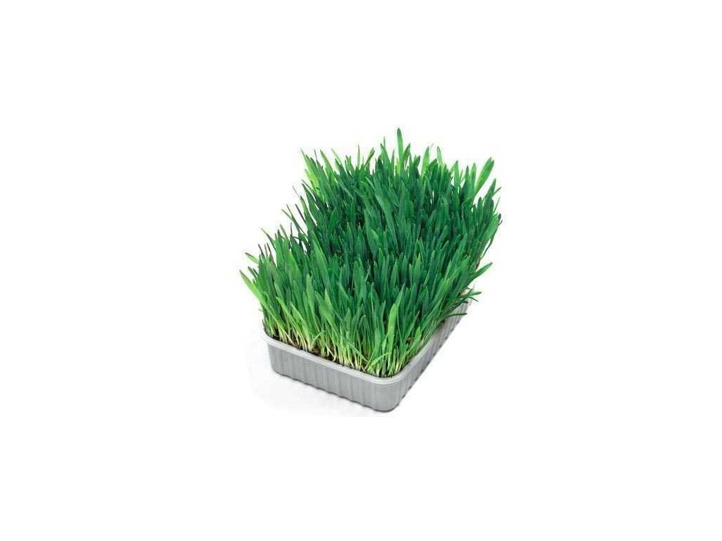 Tráva pro kočky 100 g