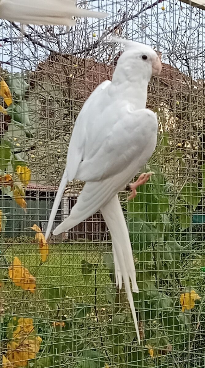 Korela bělohlavá bílá černooká SAMEC