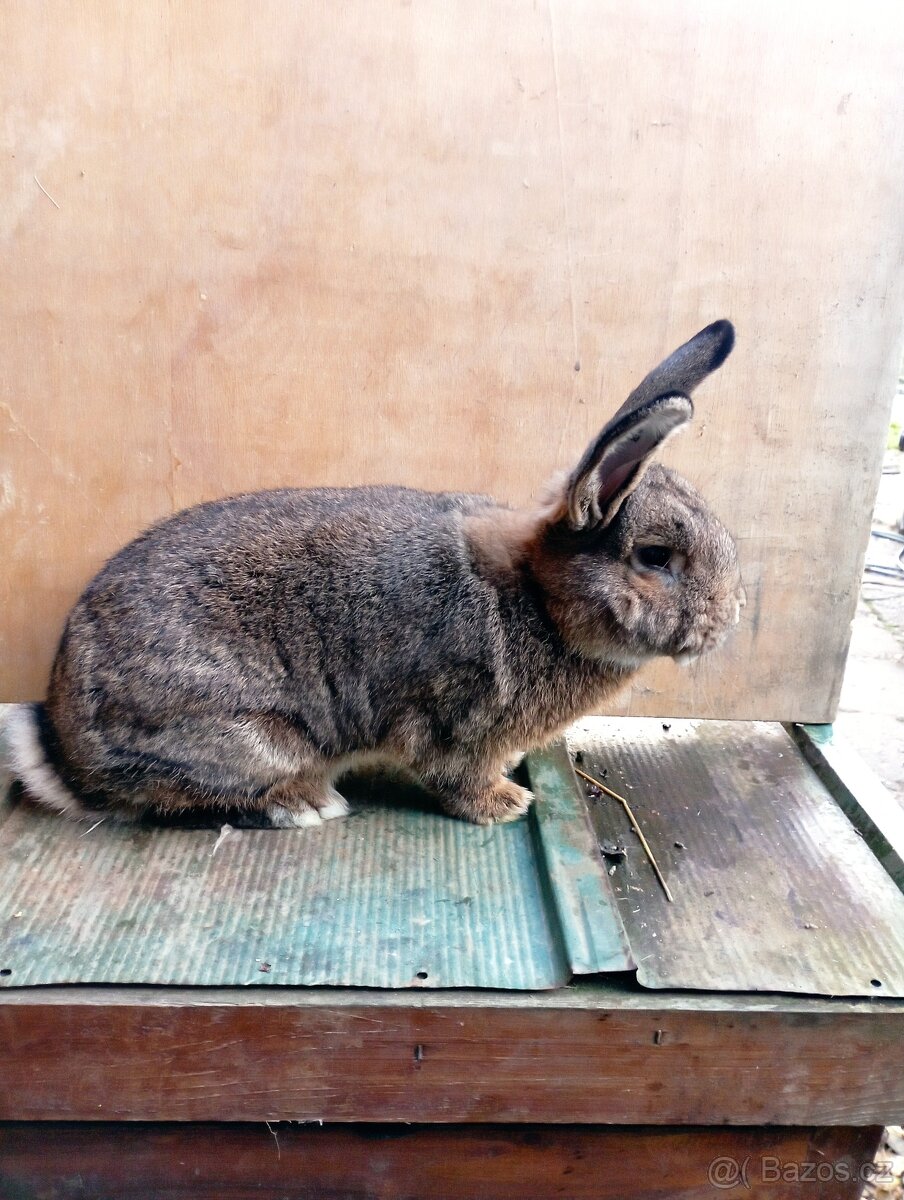 Vídeňský šedý  samci i samice