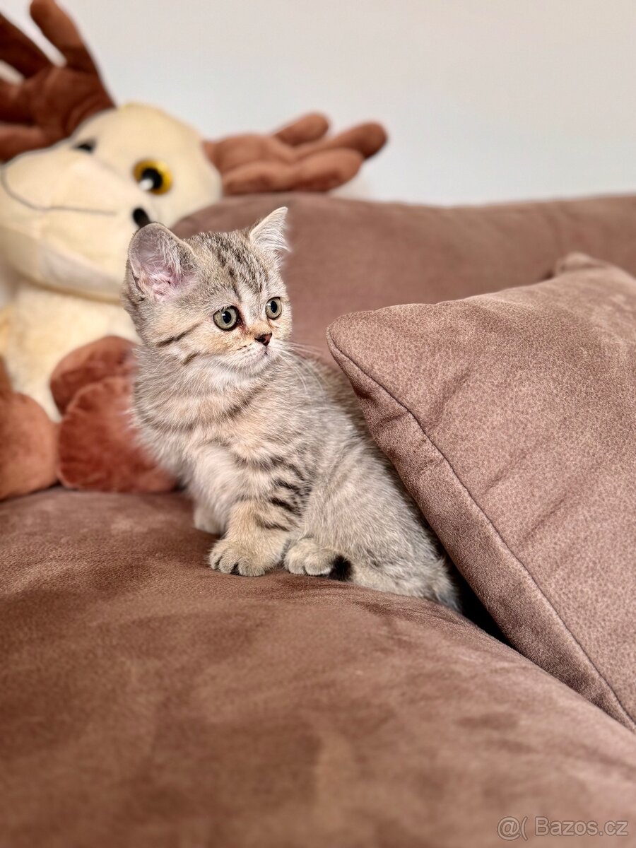 Skotská klapouchá kočka, scottish straight s PP