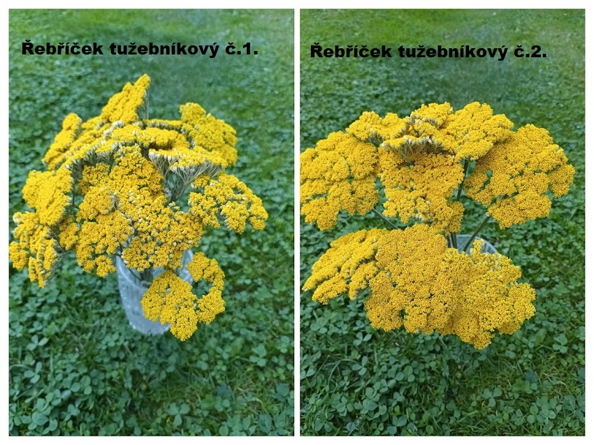 Sušené květiny - Řebříček tužebníkový