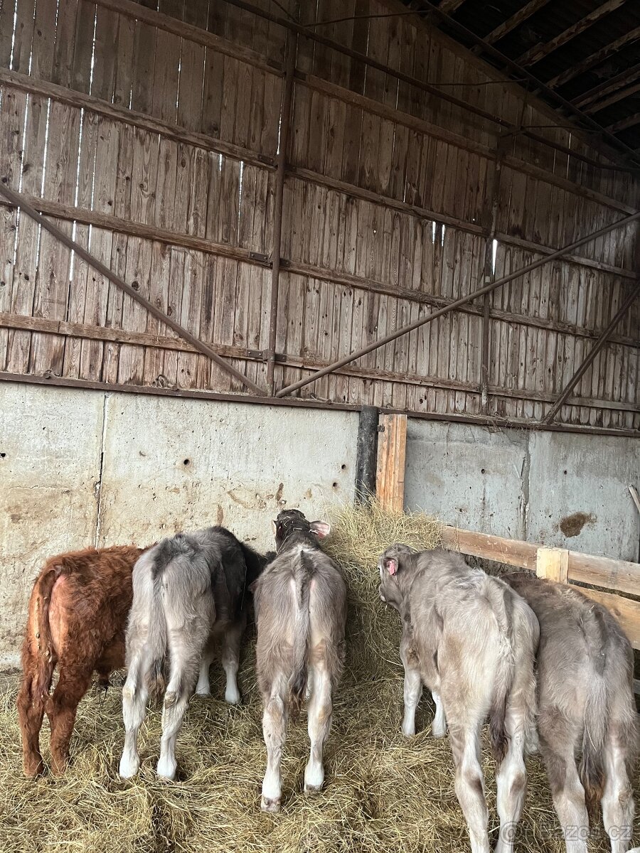 4x býček brown swiss