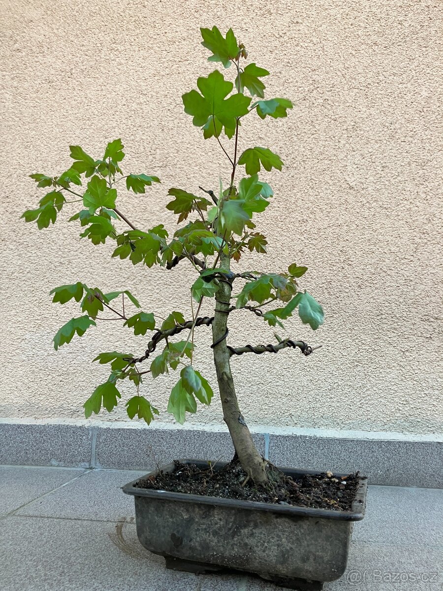 Bonsai, Bonsaj, jamadori, javor babyka