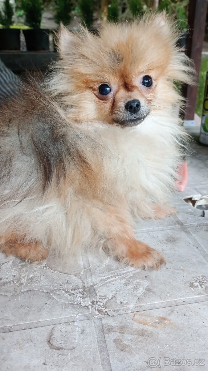 Trpasličí špic-mini fenka/pomeraniana do kabelky