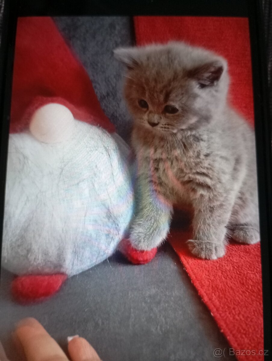 britská modrá koťata bez PP