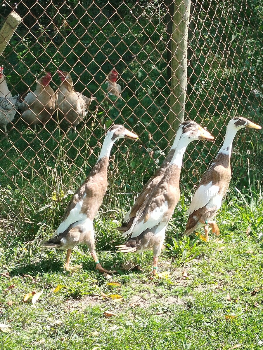 Indický běžec