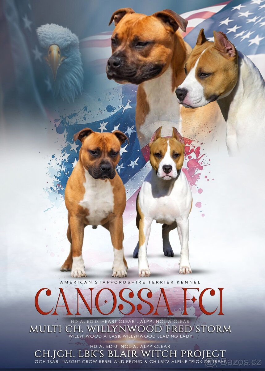 Americký stafordšírský teriér, fenka po rodičích z USA