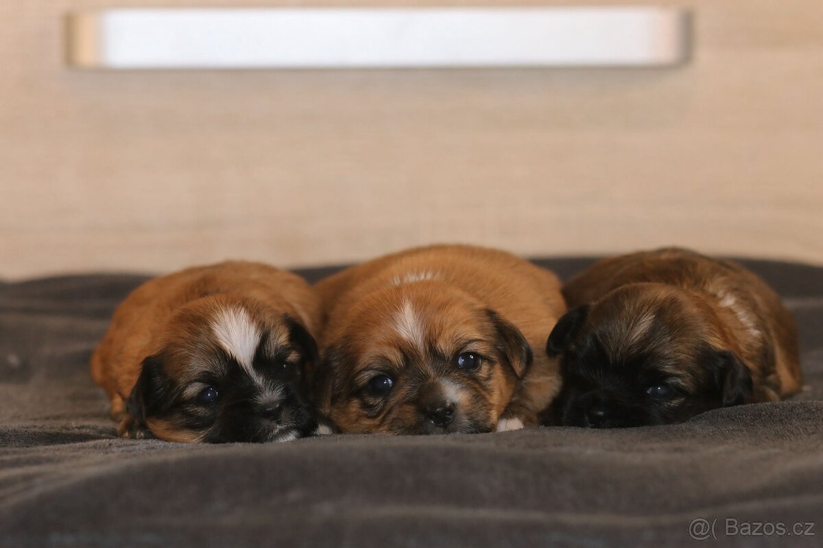 Štěňata kříženci Tibetského španěla a Jack Russella