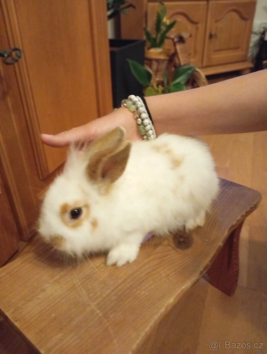 Zakrslý králíček