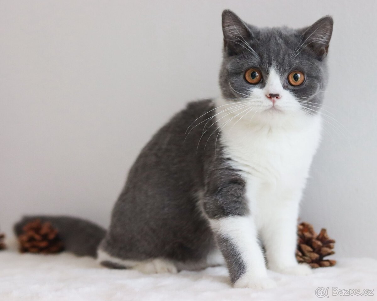 Britská koťátka s PP