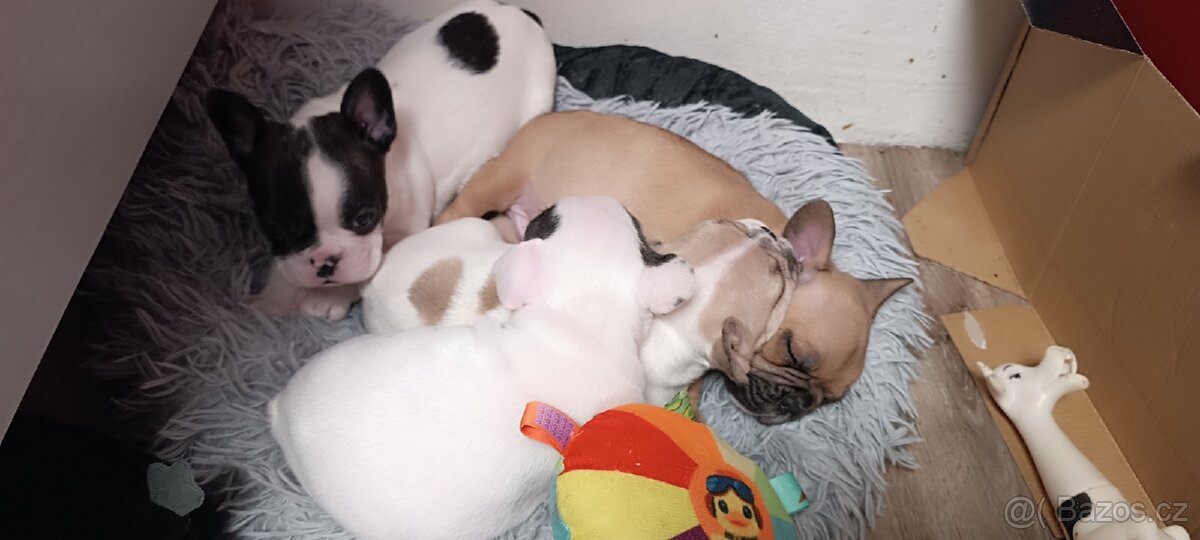 Francouzský buldoček bez PP