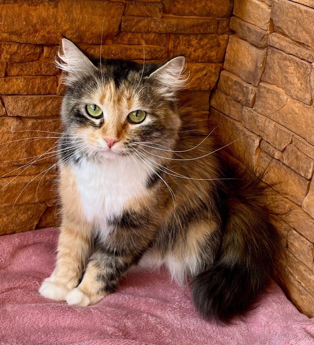 Sibiřská kočka a kocour 1,5 roku s PP