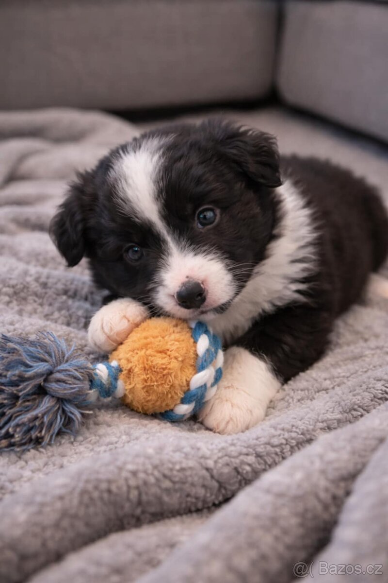 Nabízím krásná štěňata border kolie