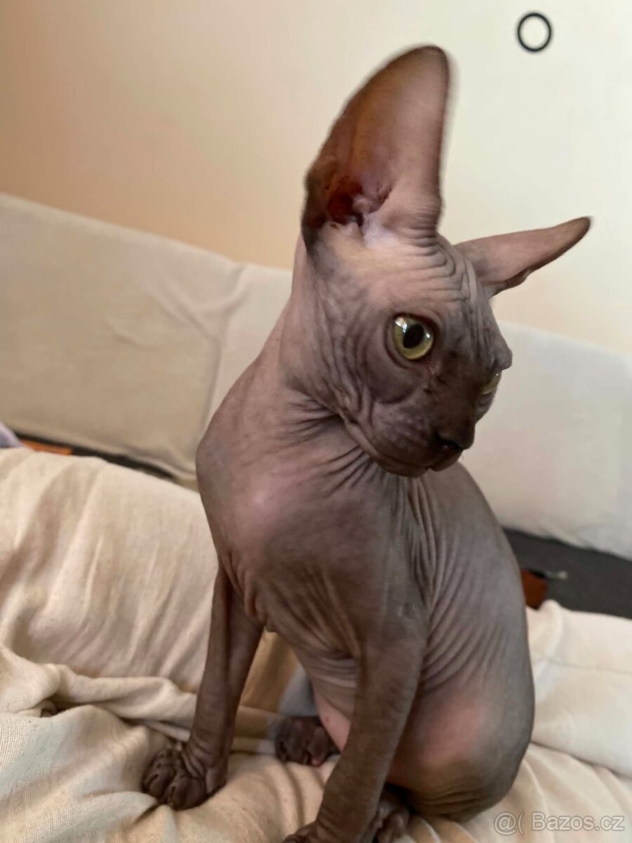 SPHYNX koťátko bez PP