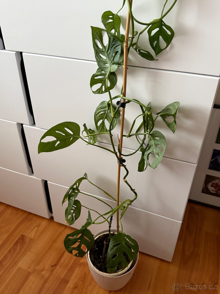 Monstera Monkey Mask Adansonii celá rostlina