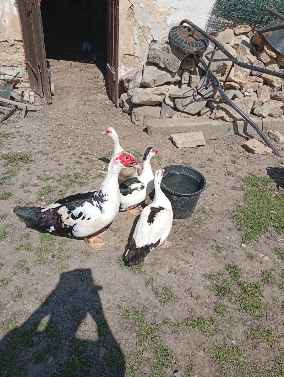 rušení chovu drůbeže
