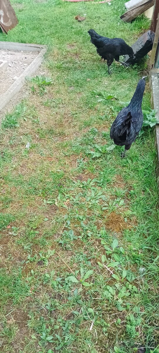 Ayam Cemani