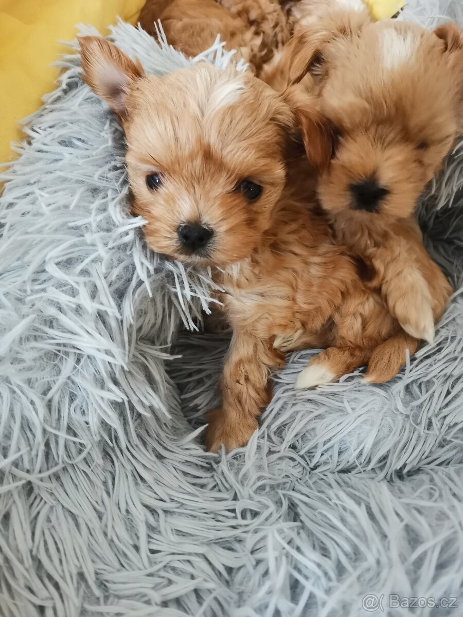 Blondýnka golddust yorkshire terrier s PP
