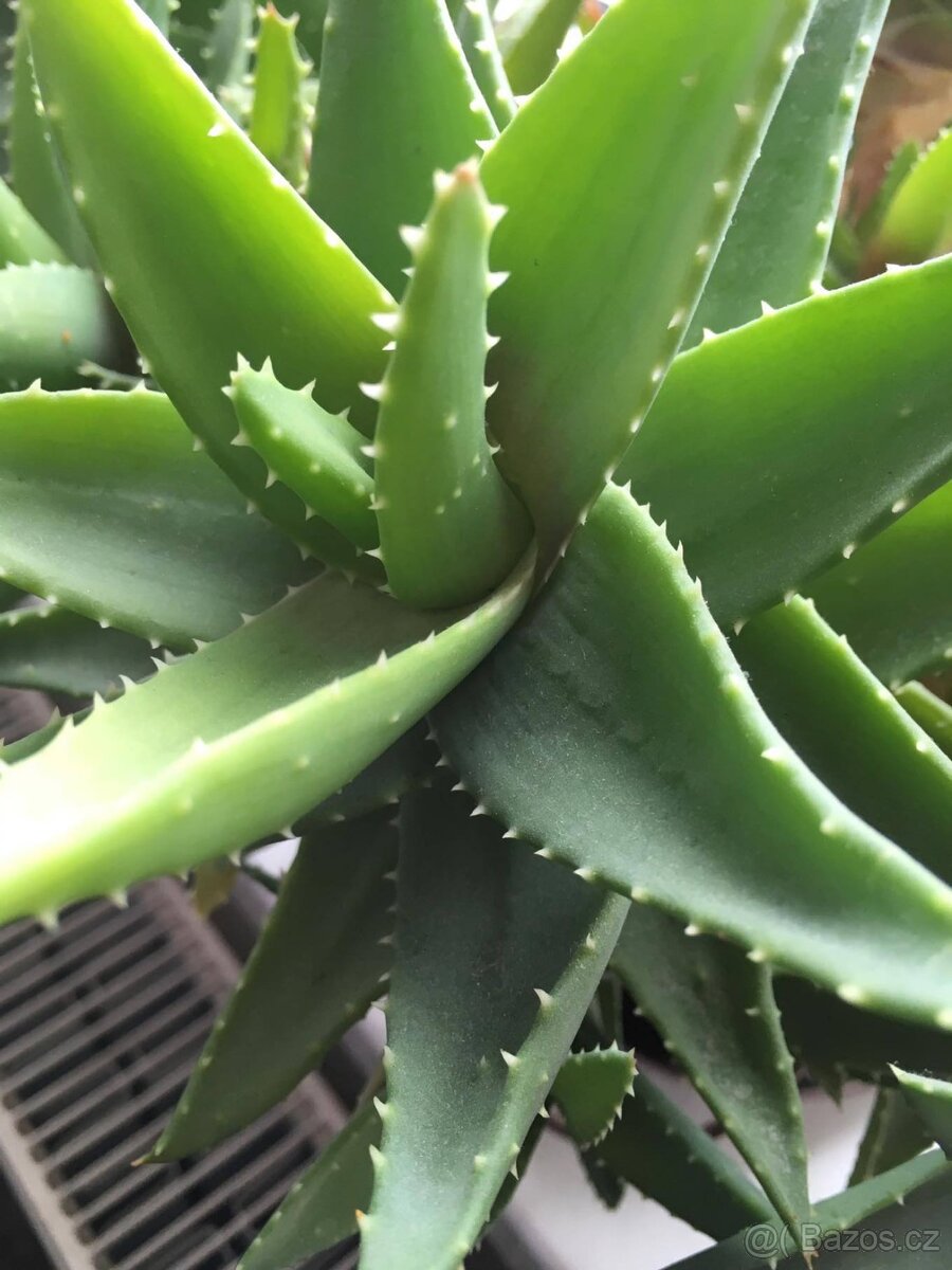 Léčivka Aloe Vera.