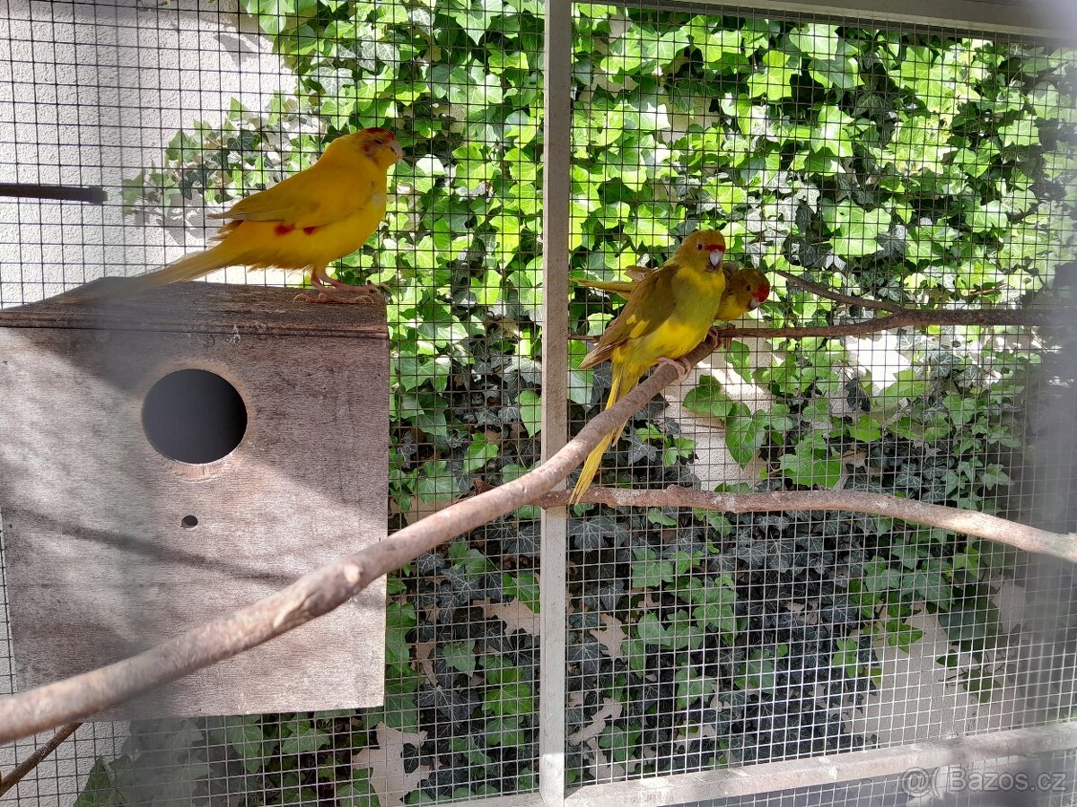 Kakariki rudocely
