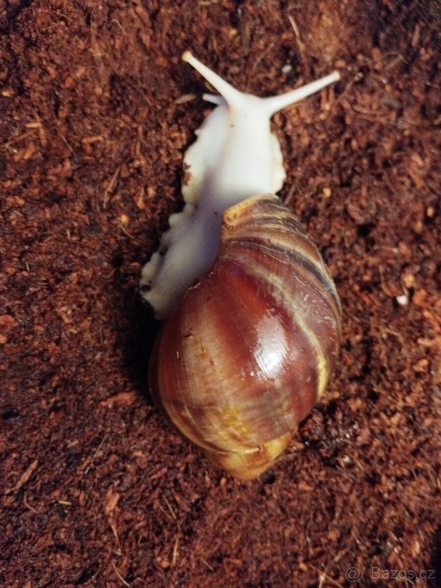 Šnek africký (Oblovka)
