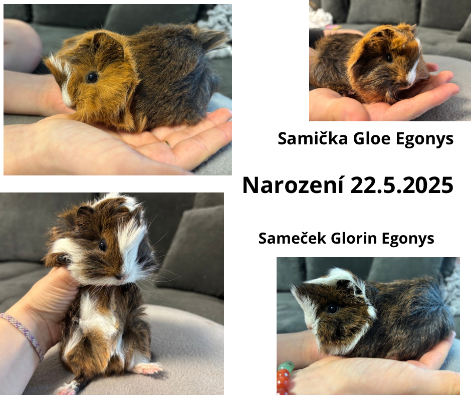Morče peruánec - samička, sameček