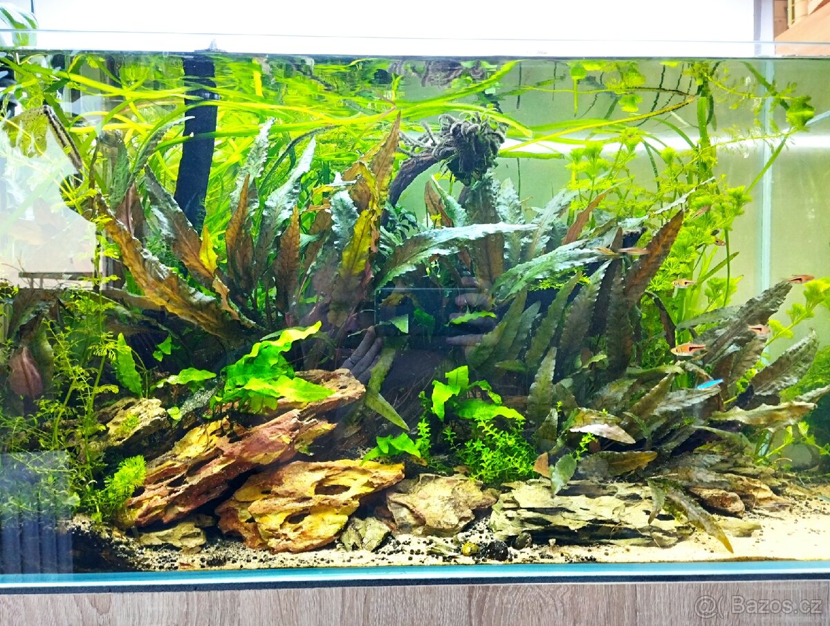 Prostřih akvarijních rostlin
