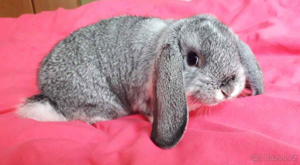Zakrsly beránek cincilovy