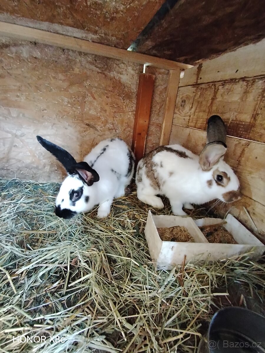 Králíci