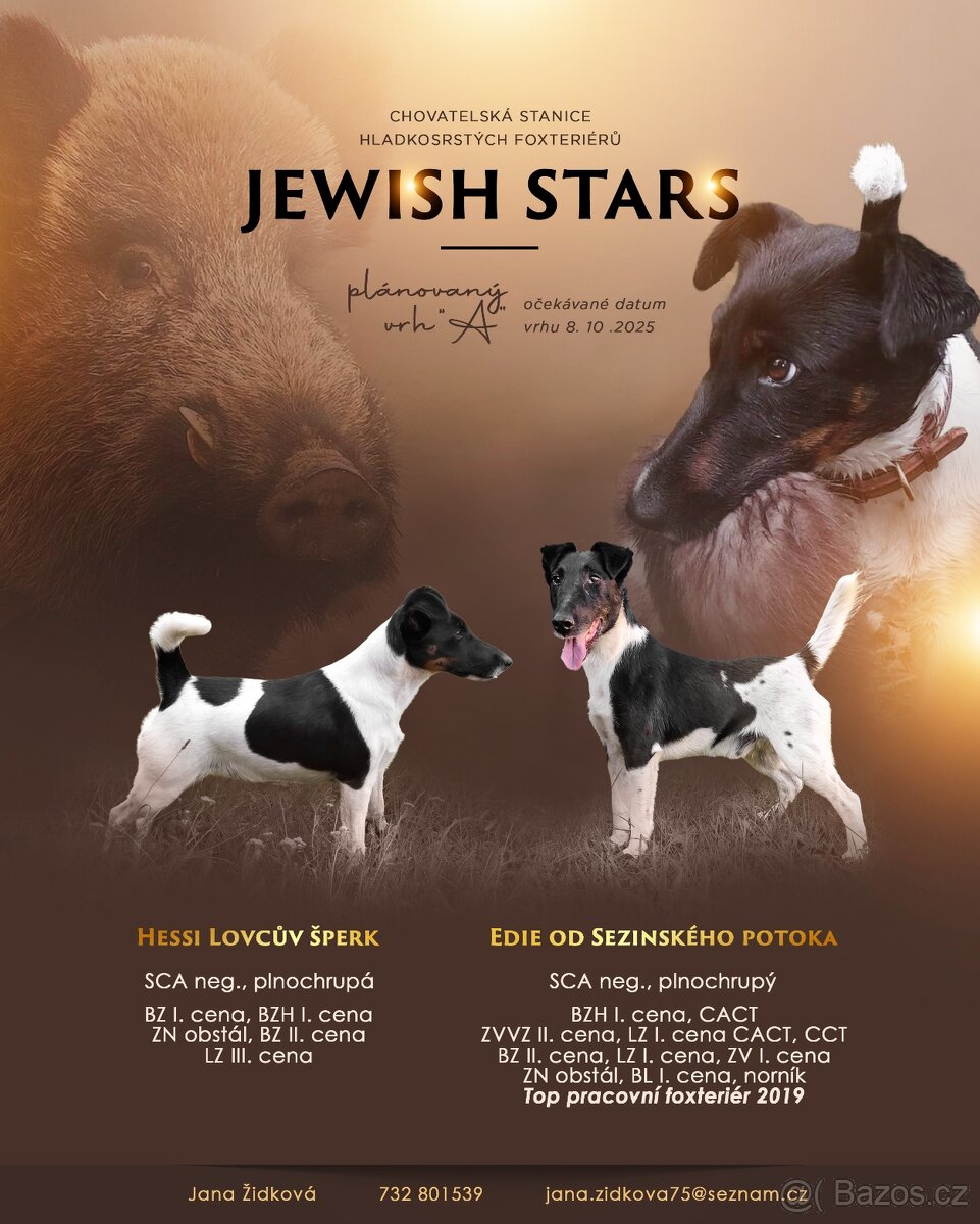 Hladkosrstý foxteriér
