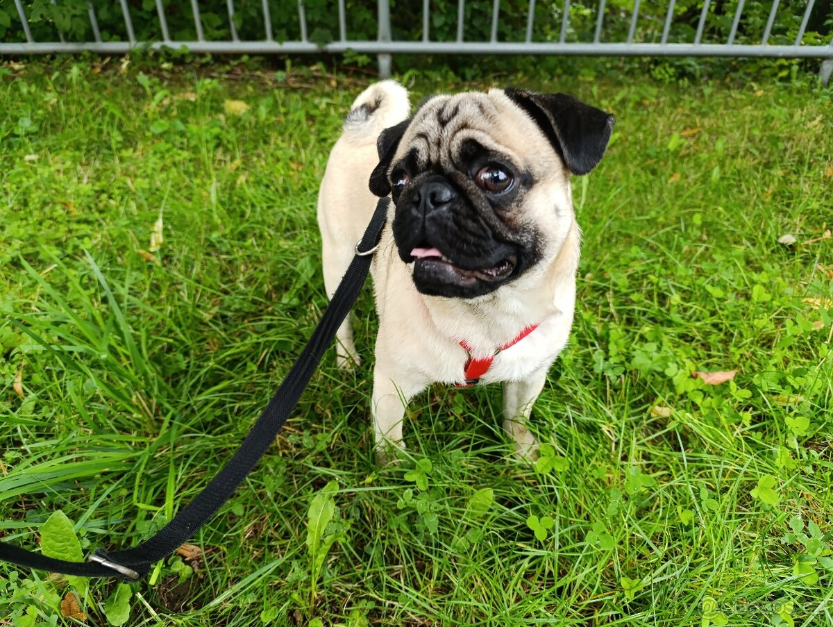 Hledáme fenku pro krytí - MOPS