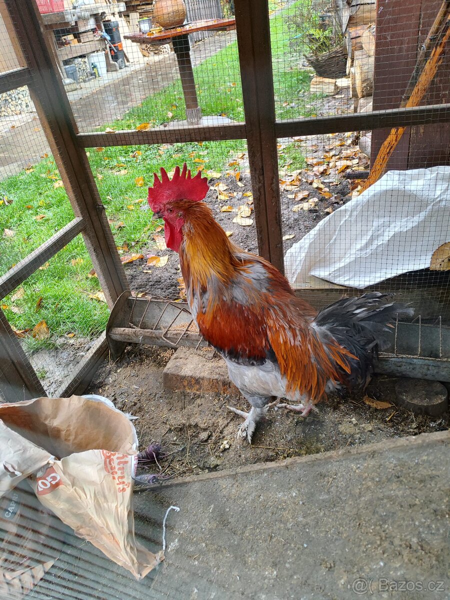 Maranský kohout - k odběru co nejdříve