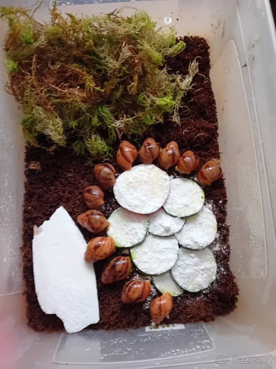 Africký  šnek Archachatina Marginální  suturalis