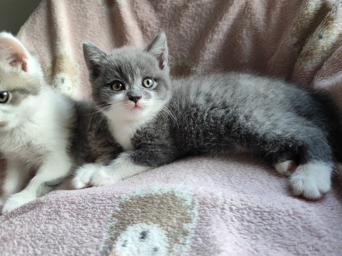 Britská koťátka modrá bicolor