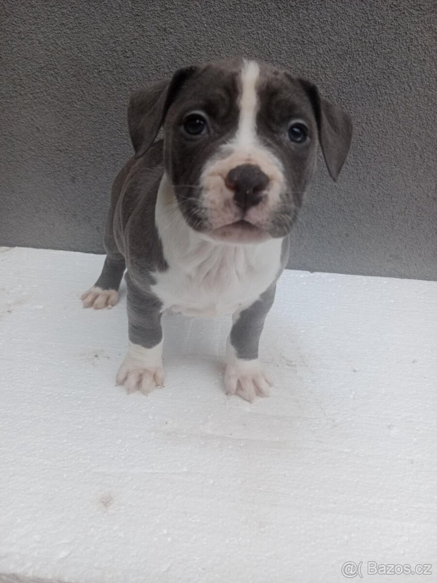 stafordšírský bulteriér