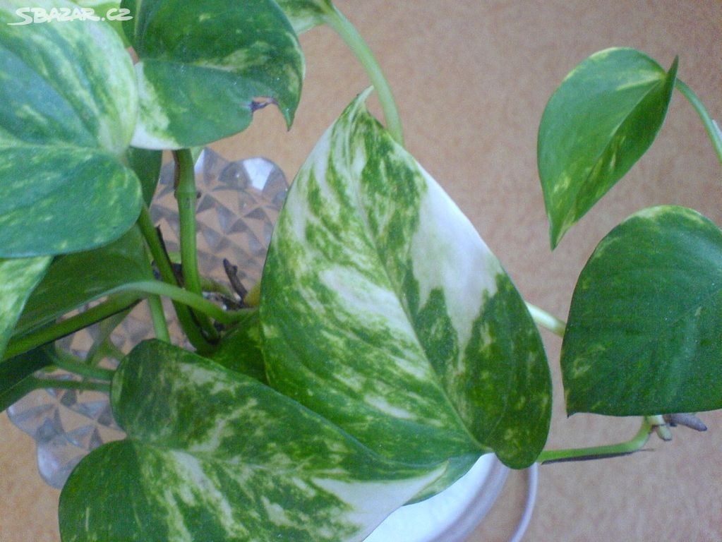 Pokojové rostliny, nenáročné