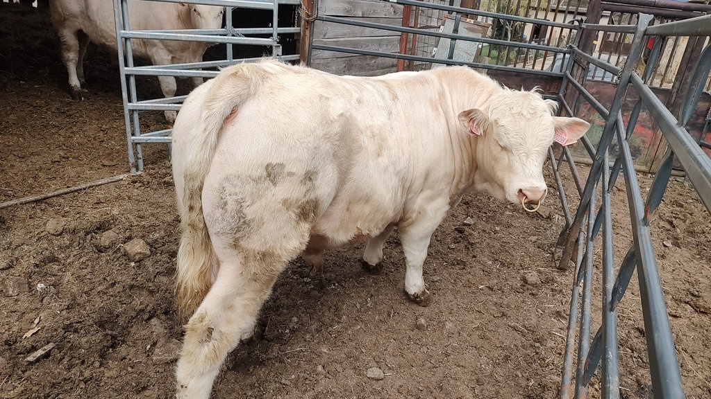 Plemenný býk Charolais